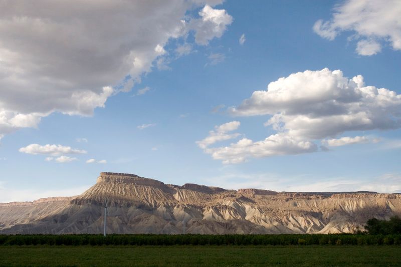 Palisade