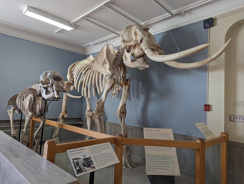 MSU Museum, East Lansing