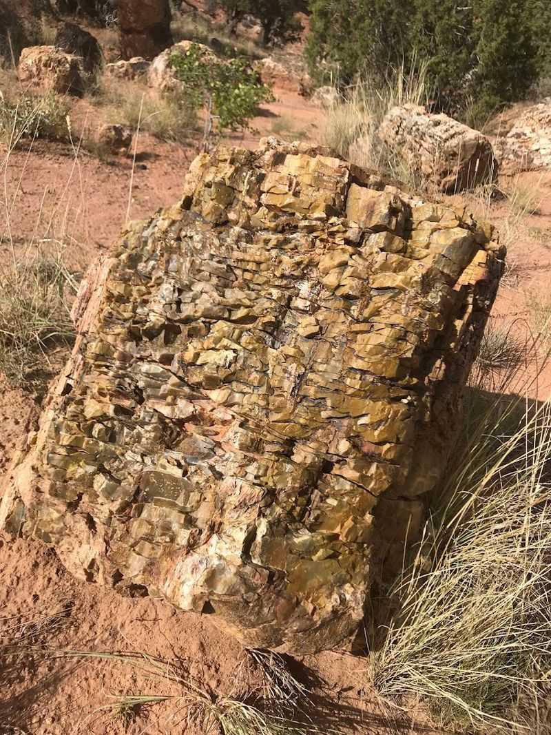 Escalante Petrified Forest
