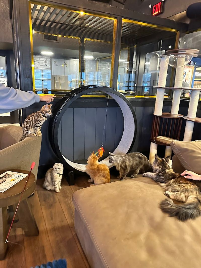 Florida Has A Cat Cafe Filled With Giant Maine Coons And Adoptable Cats That No One Wants To Leave Behind - Decor Hint Time moves differently in here