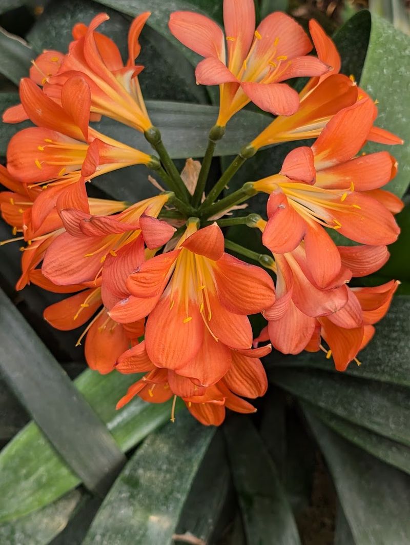 Annuals And Perennials For Every Kind Ff Gardener