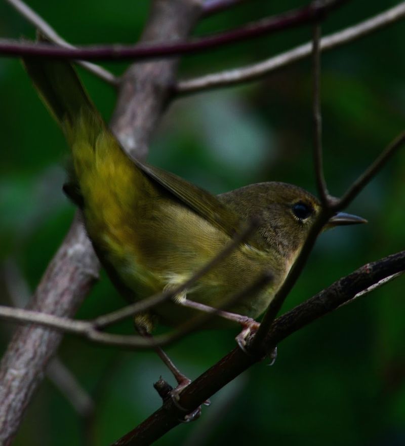 These 8 Connecticut Birdwatching Spots Feel Like Hidden Front-Row Seats To Nature - Decor Hint Bent Of The River Audubon Center, Southbury