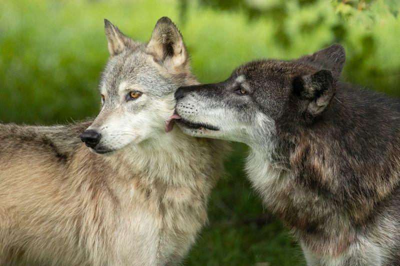 Howl Nights And Special Events