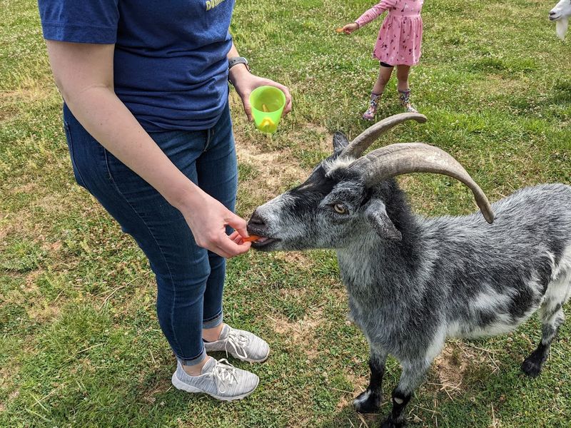 Safe Treats For Select Animal Residents