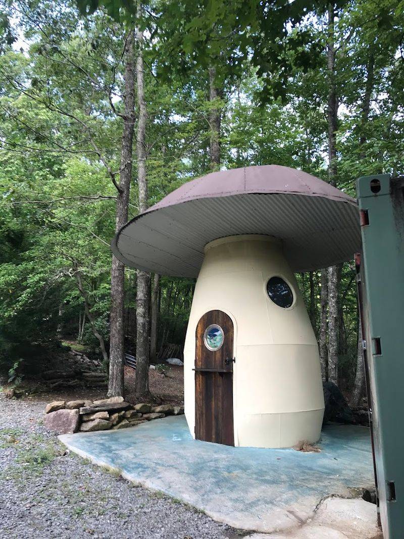 Wild Edible Mushroom Hunts In The Forest