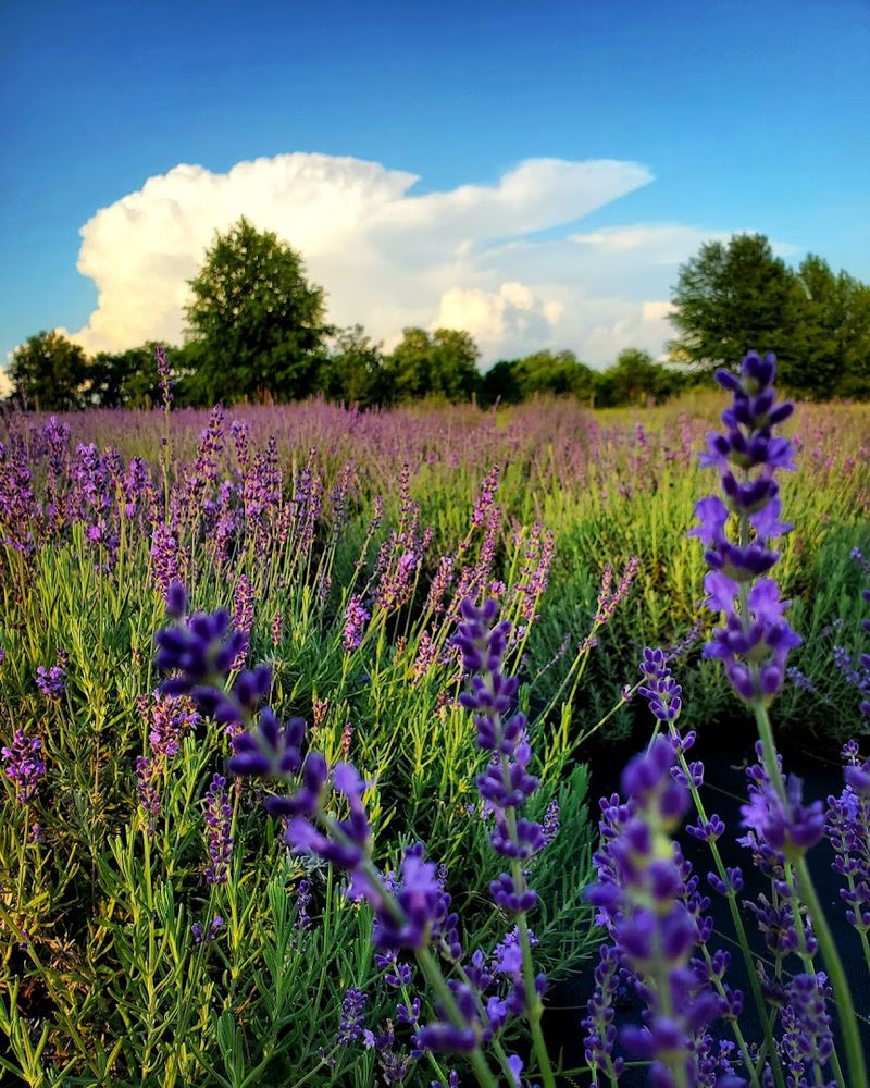 Why 2026 Is Your Year To Visit Kentucky's Lavender Bloom - Decor Hint Bath Bomb Workshops That Make Lavender Practical