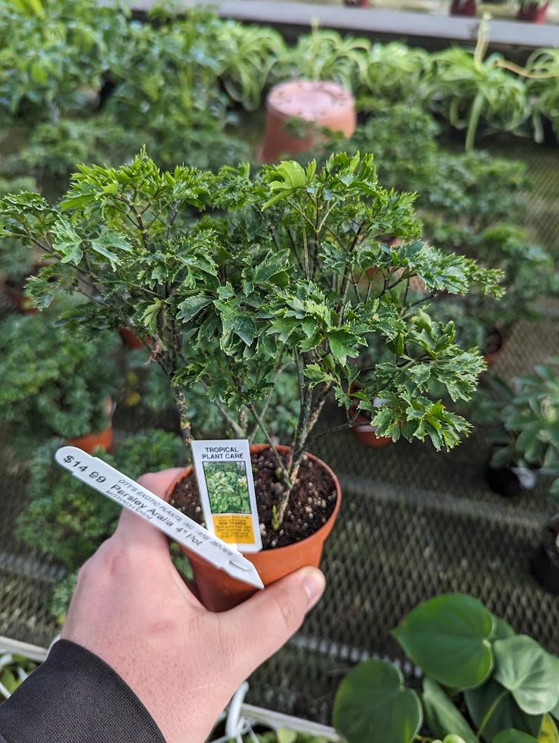 Vegetable Starts And Herb Plants For The Home Garden