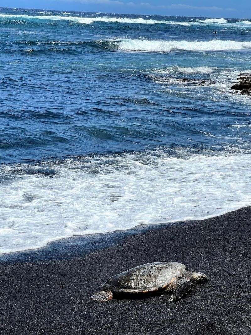 Punaluu Black Sand Beach