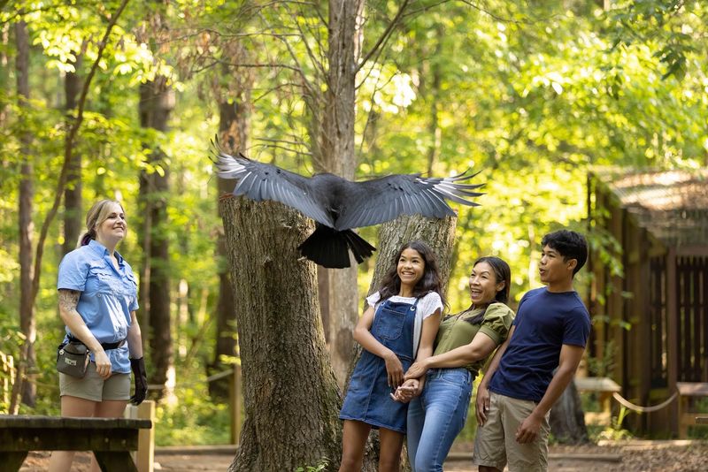 Falcons And Their Fierce Charm