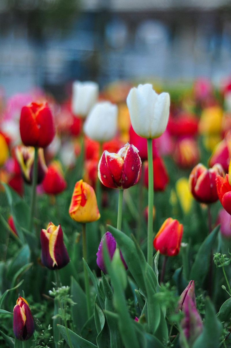 The Tulip Fields In Full Bloom