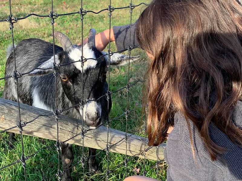 Petting Zoo Keeps The Whole Family Smiling