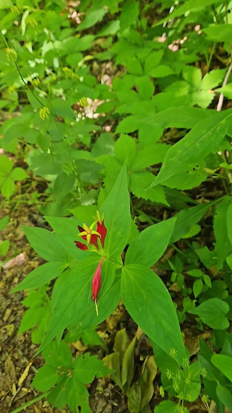 Wildlife And Nature Along The Way
