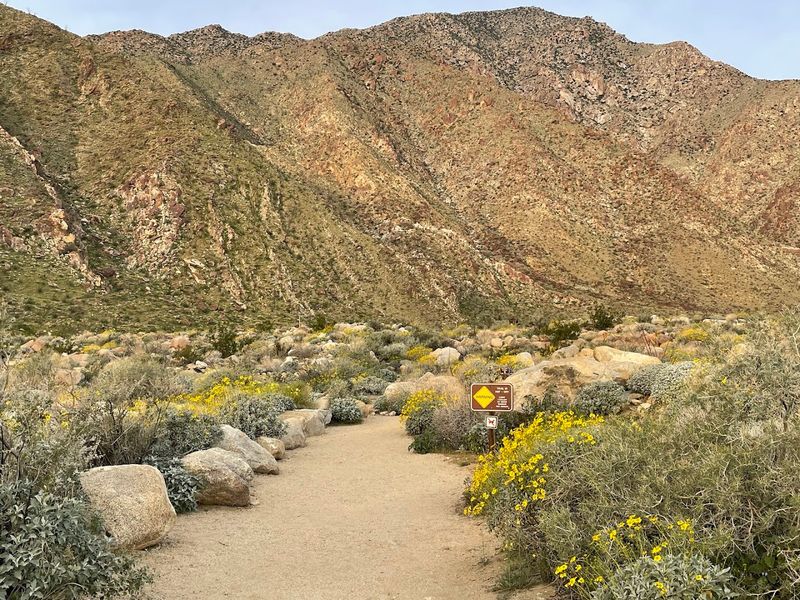 14 California Scenic Walks That Do Not Take Long But Still Deliver Big Views - Decor Hint Borrego Palm Canyon Short Walk, Anza-Borrego Desert State Park