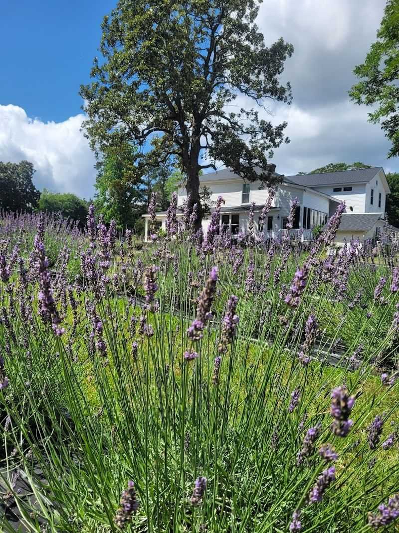 This North Carolina Lavender Farm Serves High Tea Beside The Blooming Fields - Decor Hint Cameron's Farmhouse Setting With Vintage Charm