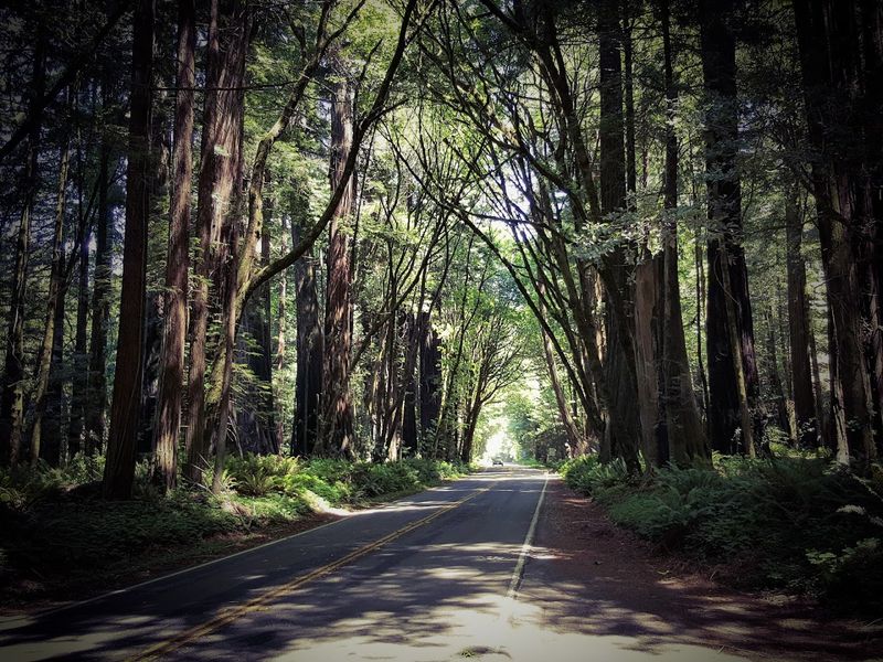 Avenue Of The Giants To Humboldt County Cafés