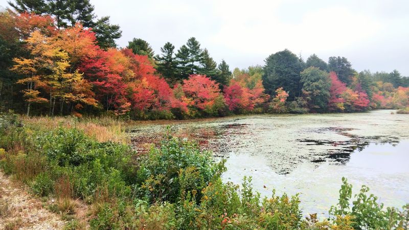 Spot Wildlife Like Birds And Forest Critters