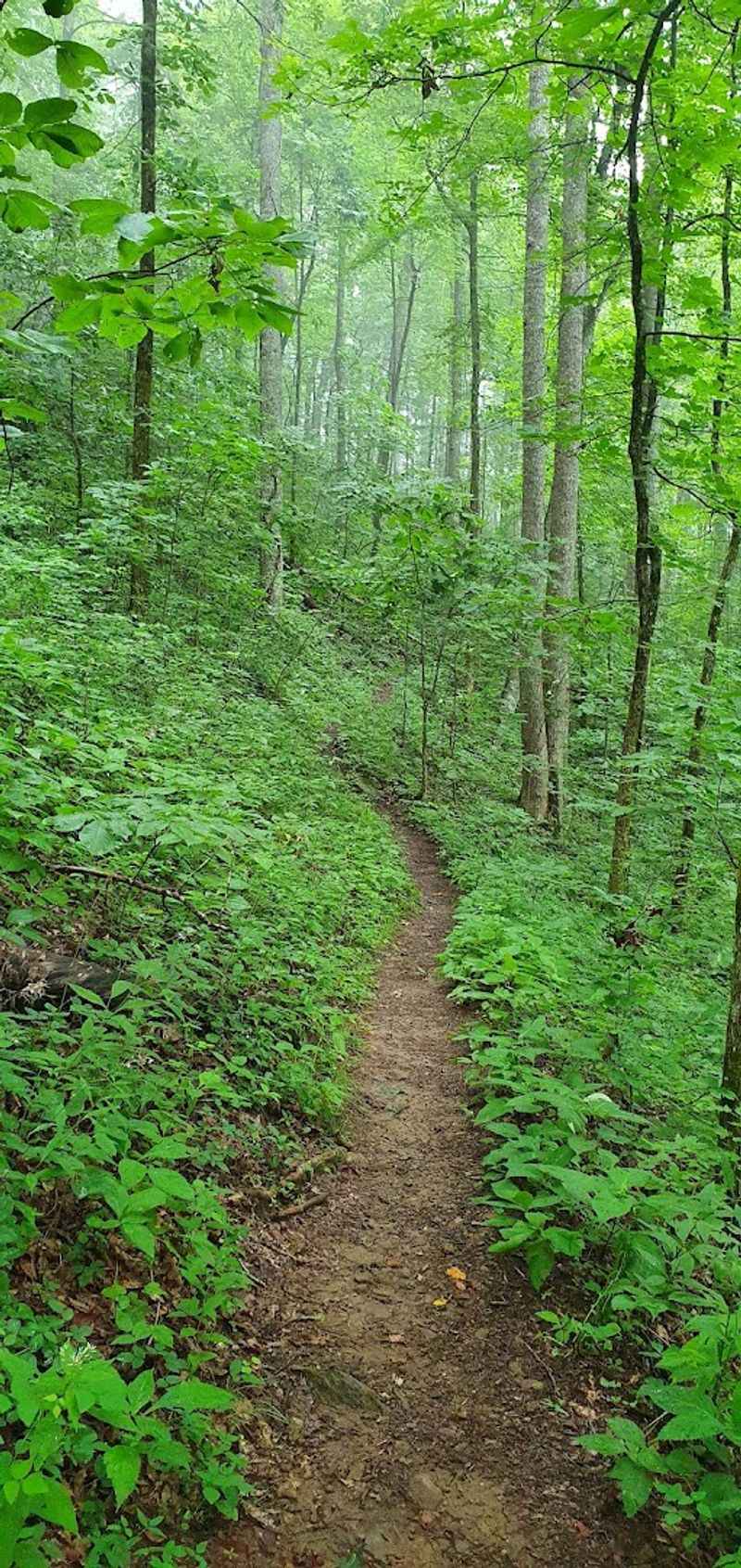 The Appalachian Trail: A World-Class Walk Within Reach