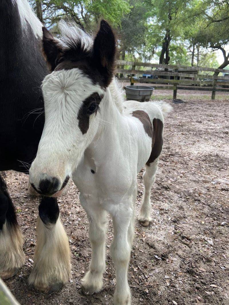 The Mares And Foals That Steal Every Heart