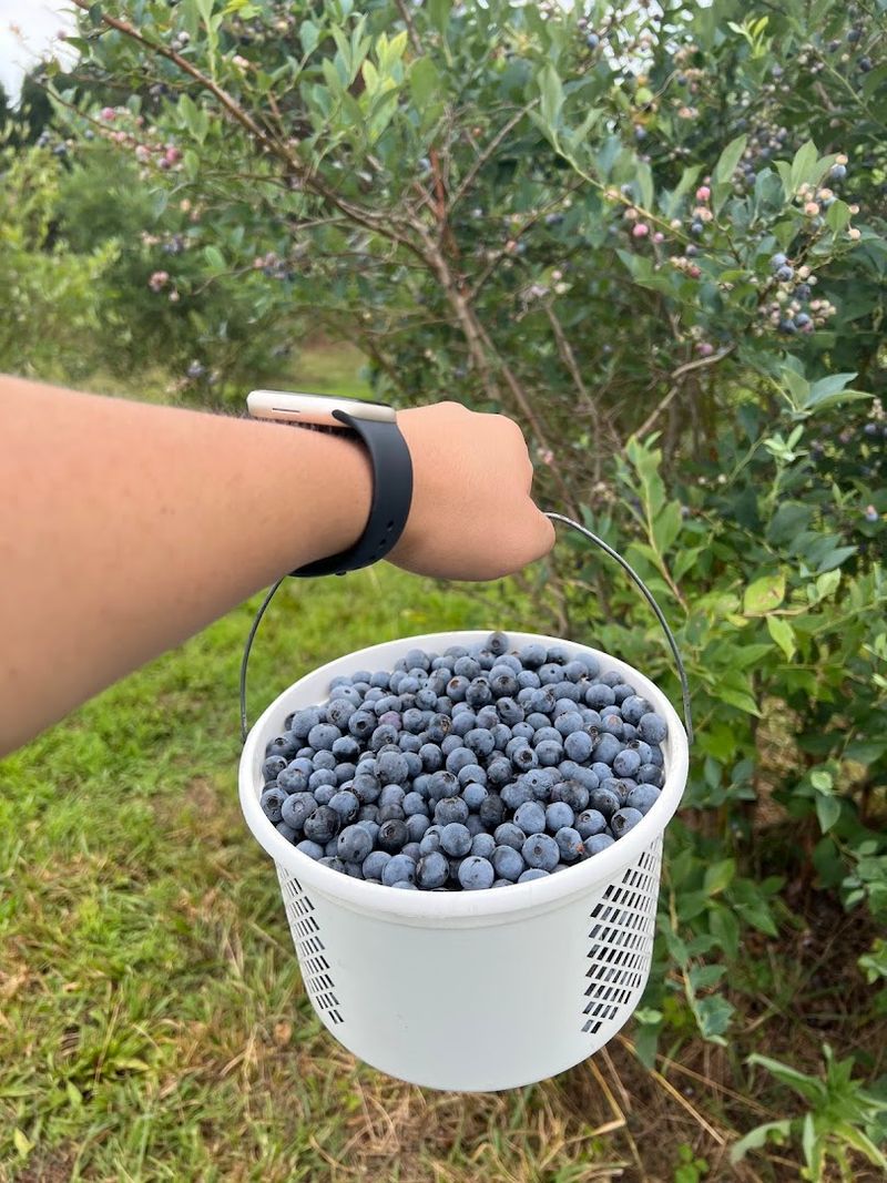 Blueberry Garden's (U-Pick by Appointment Only)