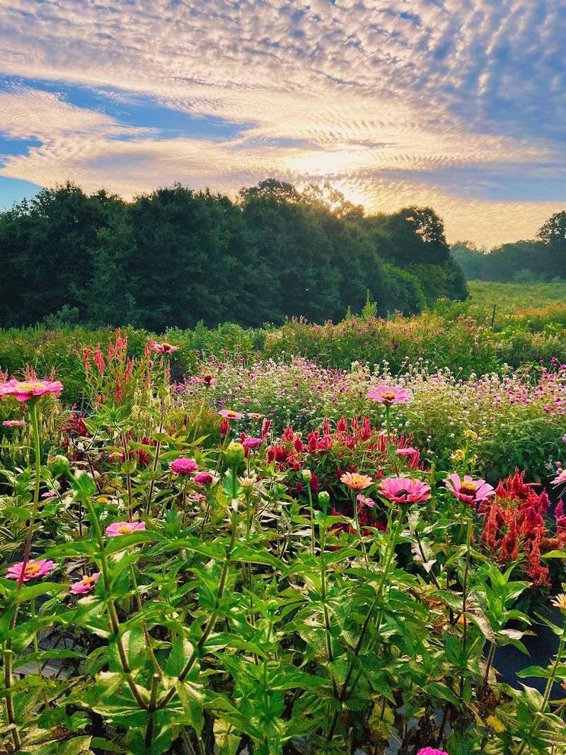 Blooms That Paint The Fields