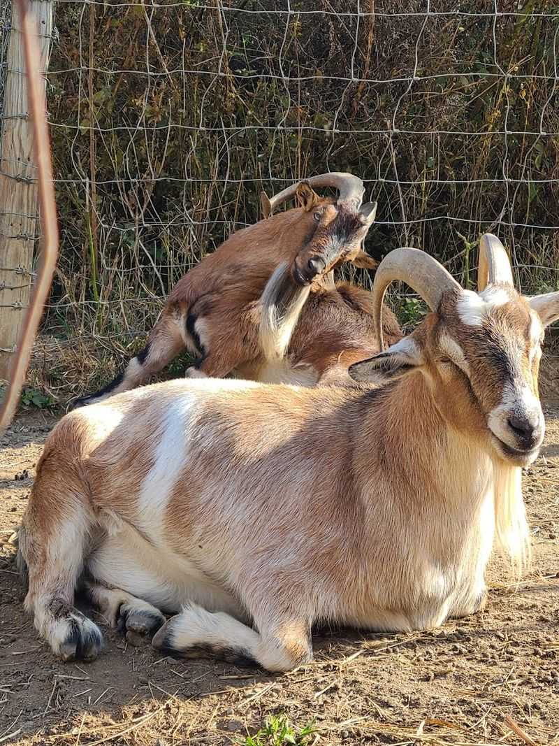 Highland Cows And Goats