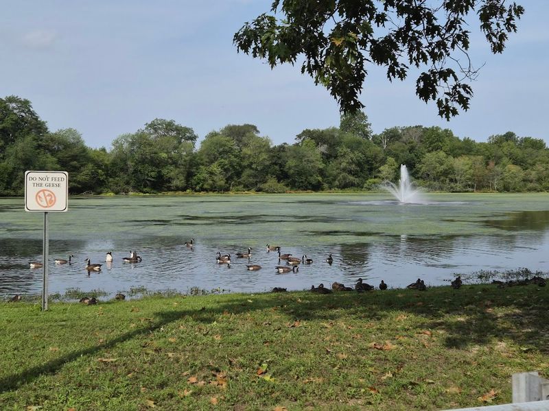 Green Spaces And Outdoor Life