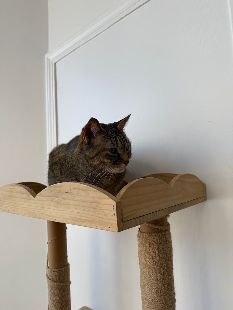 The Adoptable Cats That Make Every Visit Feel Special