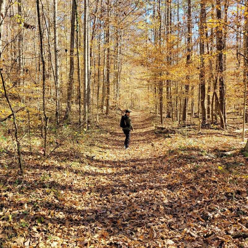 The Forest Setting Around You