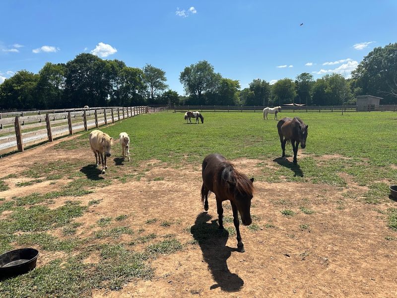 The Farm Setting