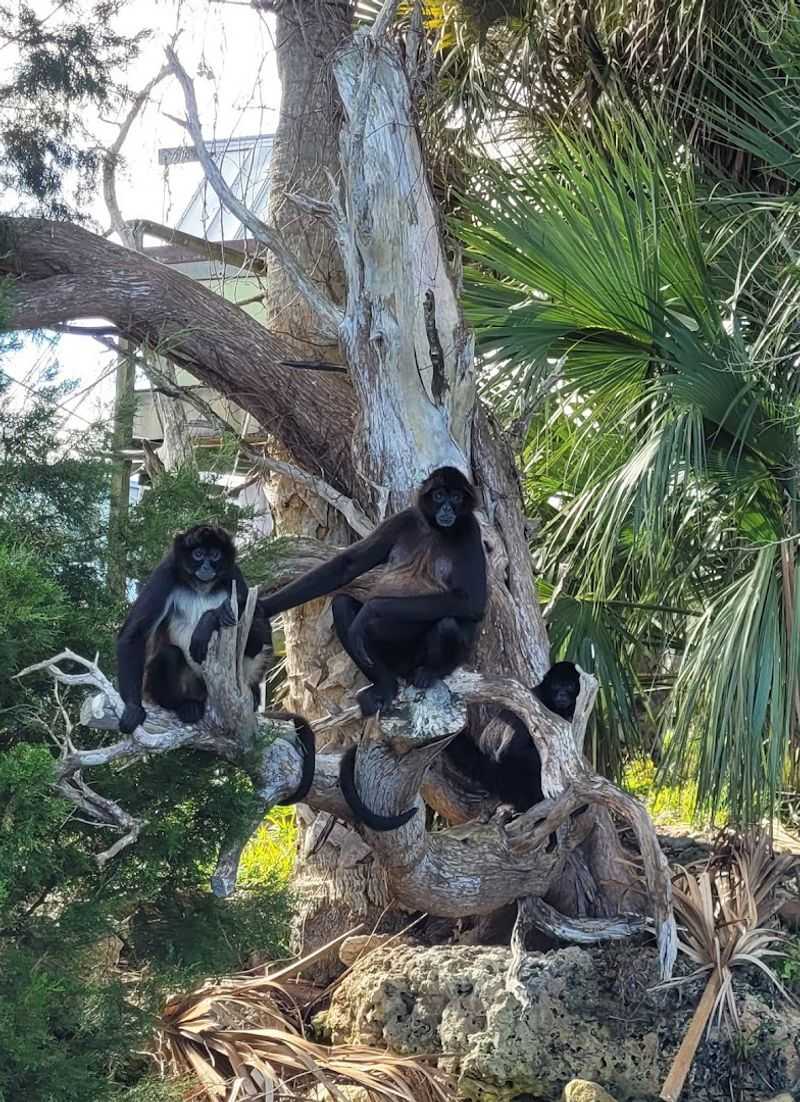Meet The Three Spider Monkeys Who Call The Island Home