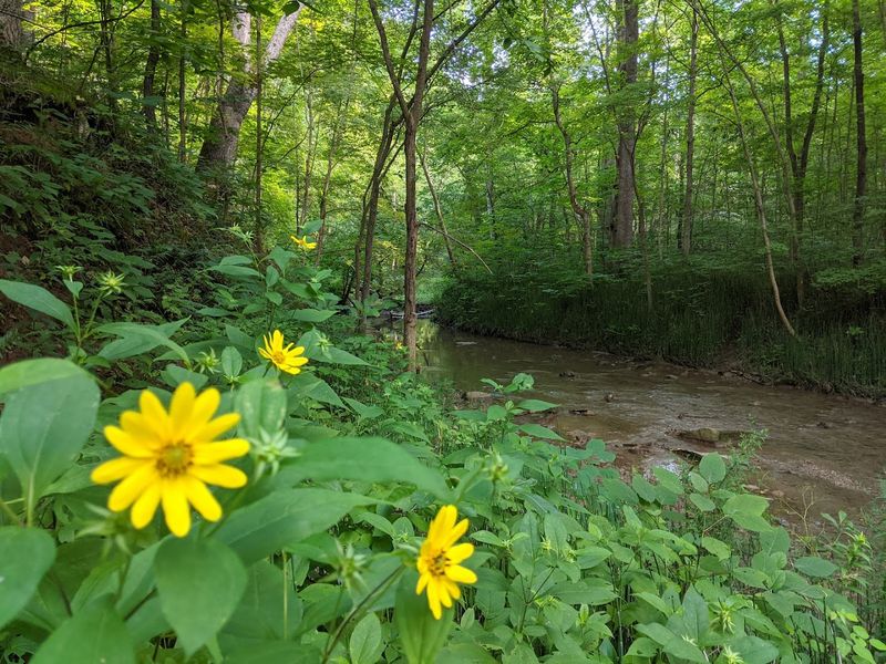 Wildlife And Plants Worth Noticing