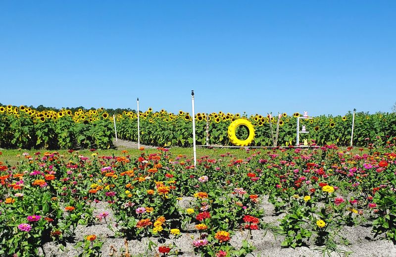 The Flower Fields That Stole The Show