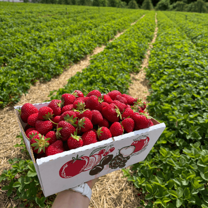 A Fresh Taste Of Farm Life