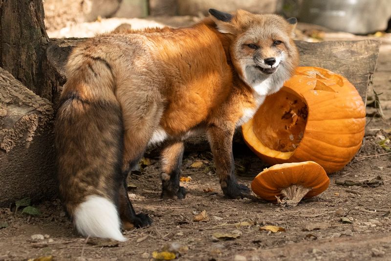Foxes, Coyotes, And Bison Too