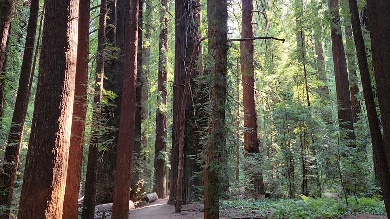 Largest Remaining Old-Growth Redwood Forest In The World