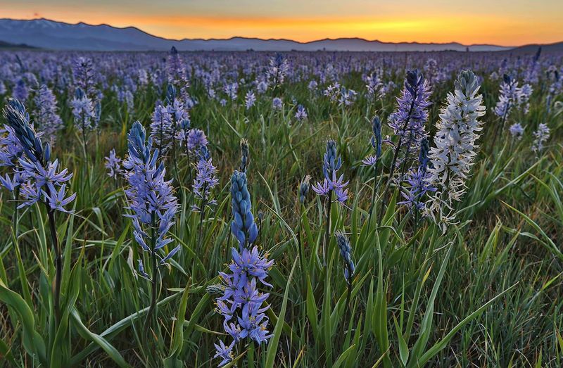 Camas Prairie Centennial Marsh