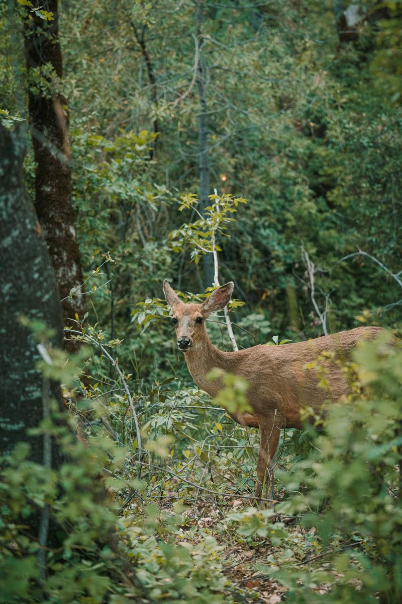 Wildlife And Nature Encounters