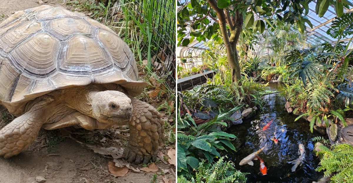 Inside The Connecticut Zoo That Lets You Meet Rare And Wild Animals - Decor Hint