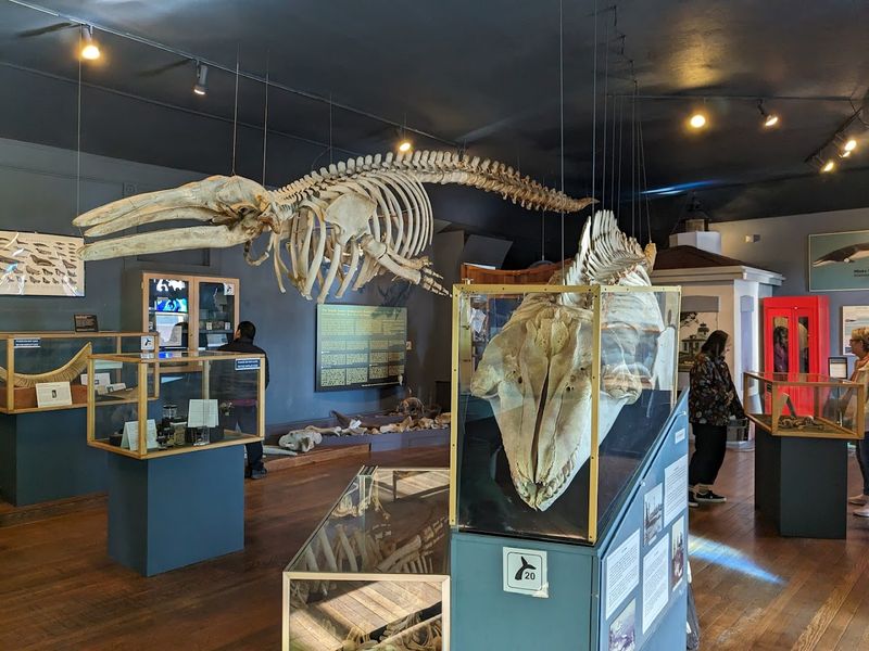 Marine Wildlife