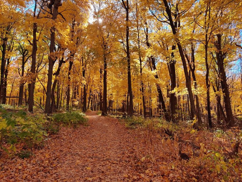These 10 Scenic Minnesota Getaways Cost Less Than A Fancy Dinner - Decor Hint Nerstrand Big Woods State Park