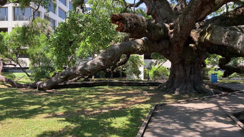 The Canopy That Covers Nearly Half An Acre