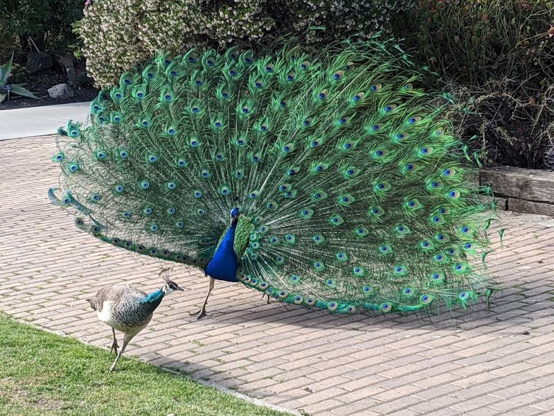 Los Angeles County Arboretum & Botanic Garden, Arcadia