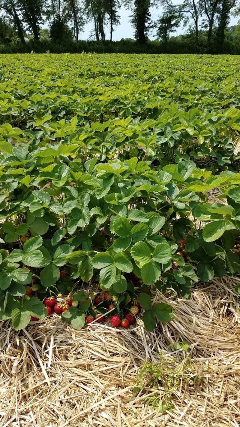 Dzen Farms Strawberry Hill, Broad Brook