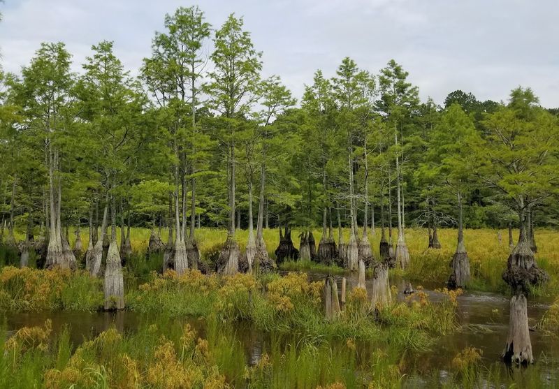 Carvers Creek State Park - Wire Grass Loop Trail