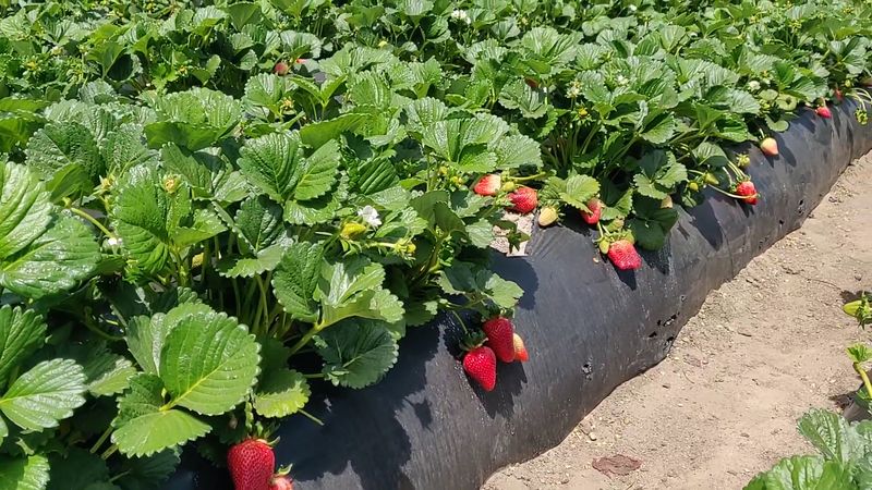 Strawberry Picking In The Fields