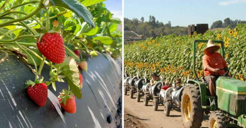 Just Outside Los Angeles, This California Farm Lets You Pick Sweet Strawberries Straight From The Field