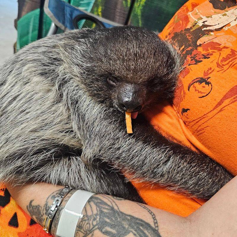 Sloth Cuddle Experiences