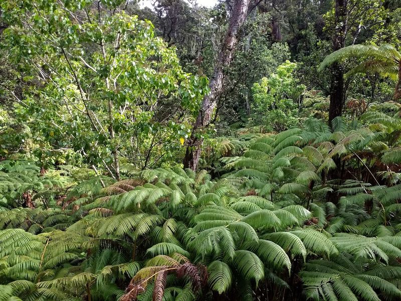 Thurston Lava Tube (Nāhuku)