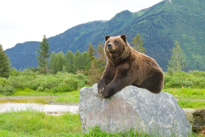 Alaska Wildlife Conservation Center, Girdwood