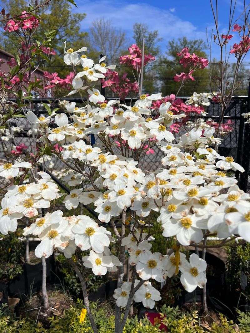 16 Garden Shops In Kentucky That Are Worth A Spring Road Trip - Decor Hint Nature's Landscape Supply